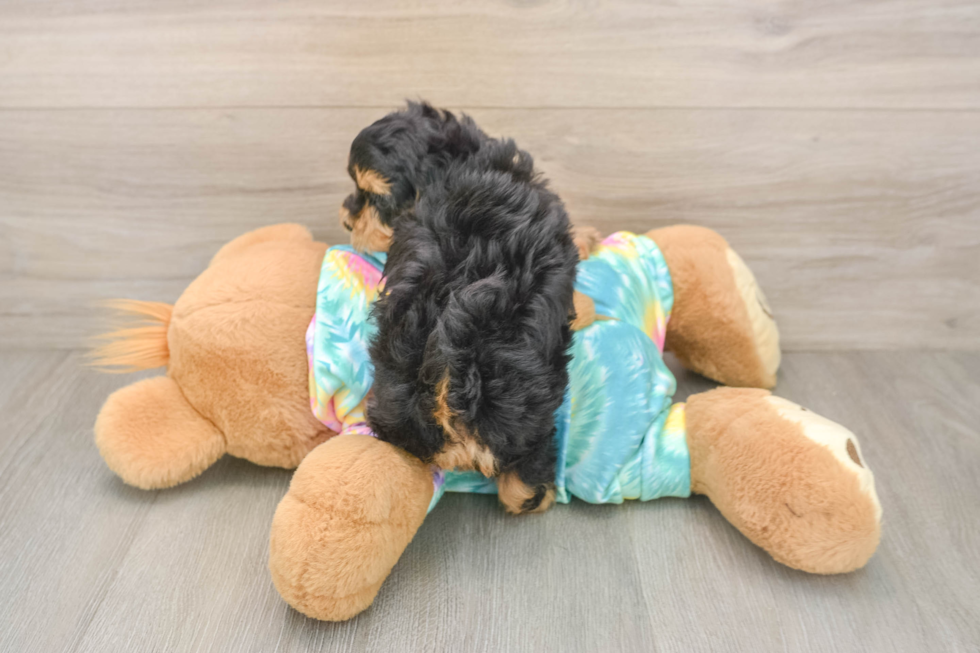 Hypoallergenic Moodle Poodle Mix Puppy