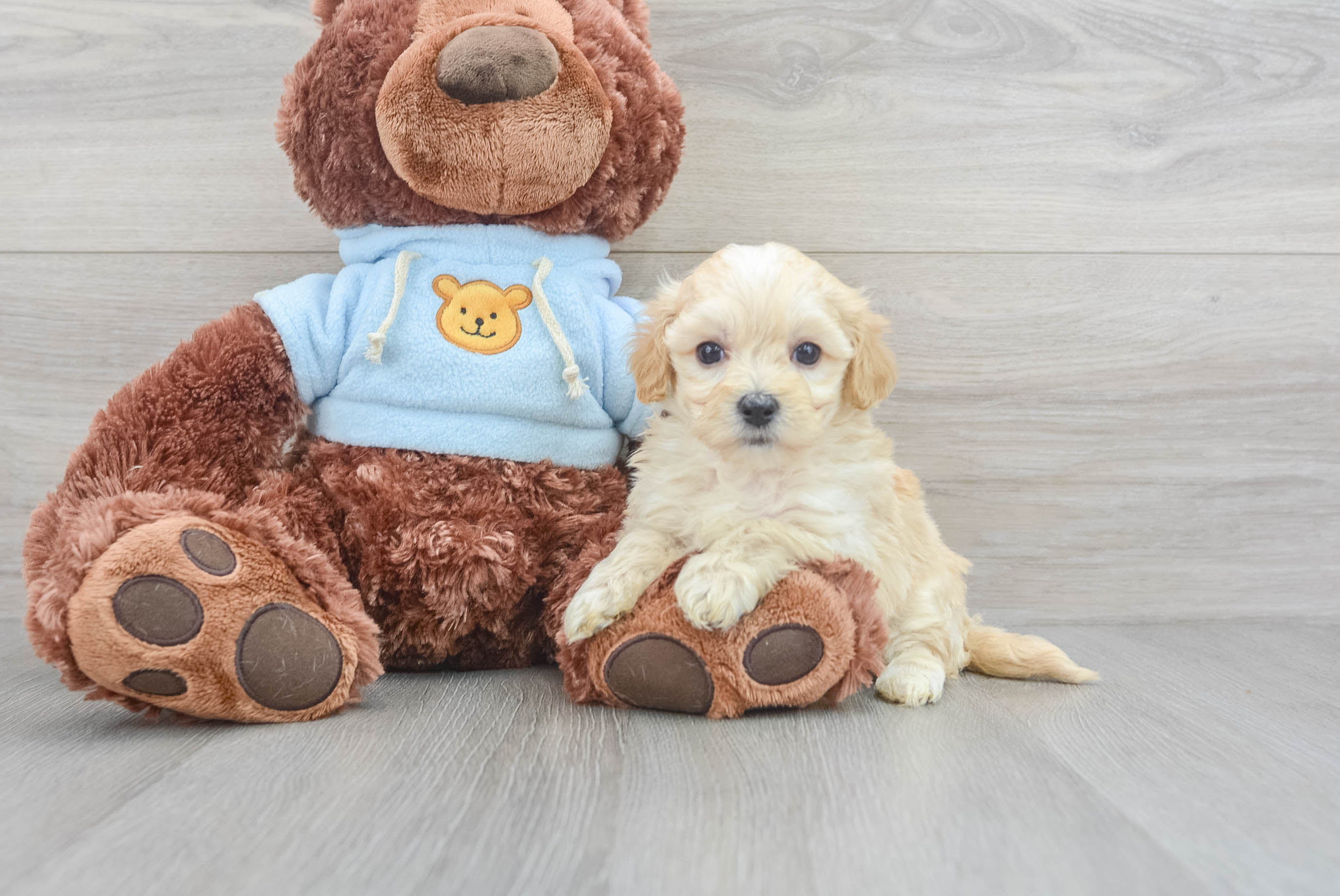 Teddy maltipoo cheap