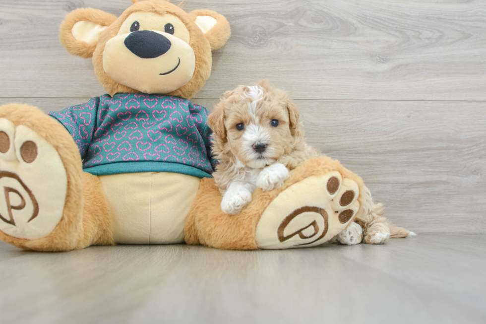 Maltipoo Pup Being Cute