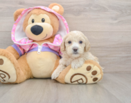 9 week old Maltipoo Puppy For Sale - Florida Fur Babies