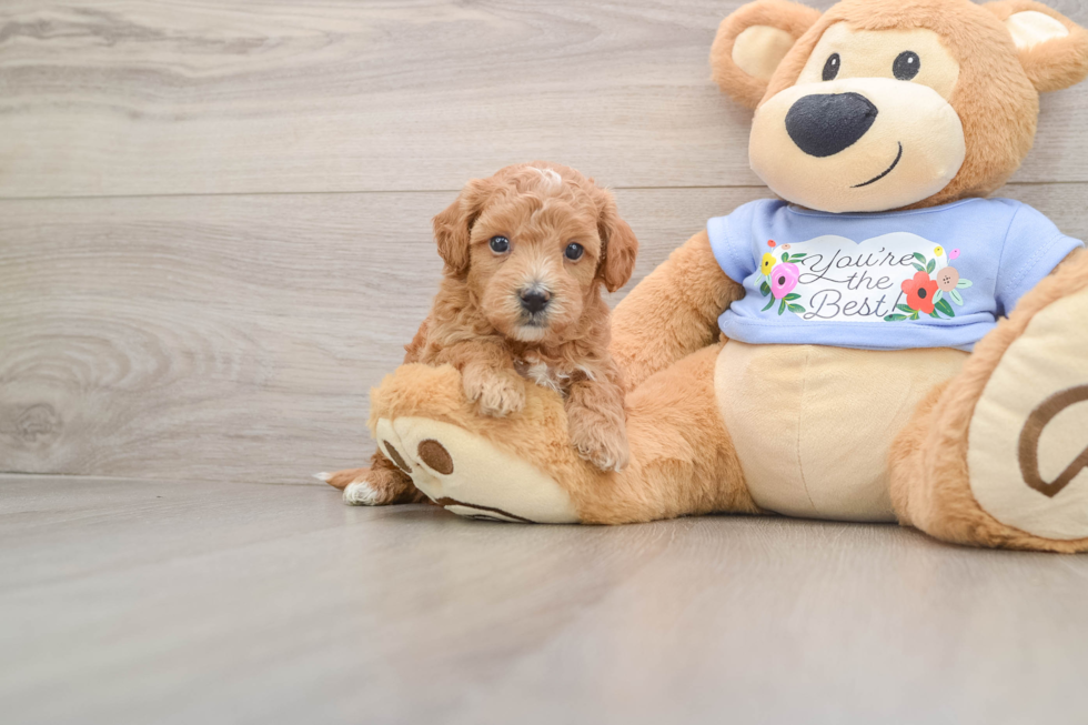 Friendly Maltipoo Baby