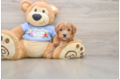 Maltipoo Pup Being Cute
