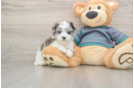 Maltipoo Puppy for Adoption