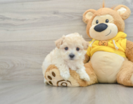 7 week old Maltipoo Puppy For Sale - Florida Fur Babies