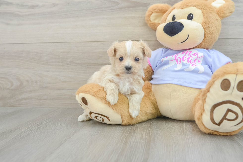 Popular Maltipoo Poodle Mix Pup