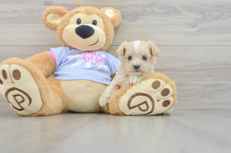 5 week old Maltipoo Puppy For Sale - Florida Fur Babies