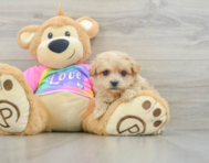 9 week old Maltipoo Puppy For Sale - Florida Fur Babies