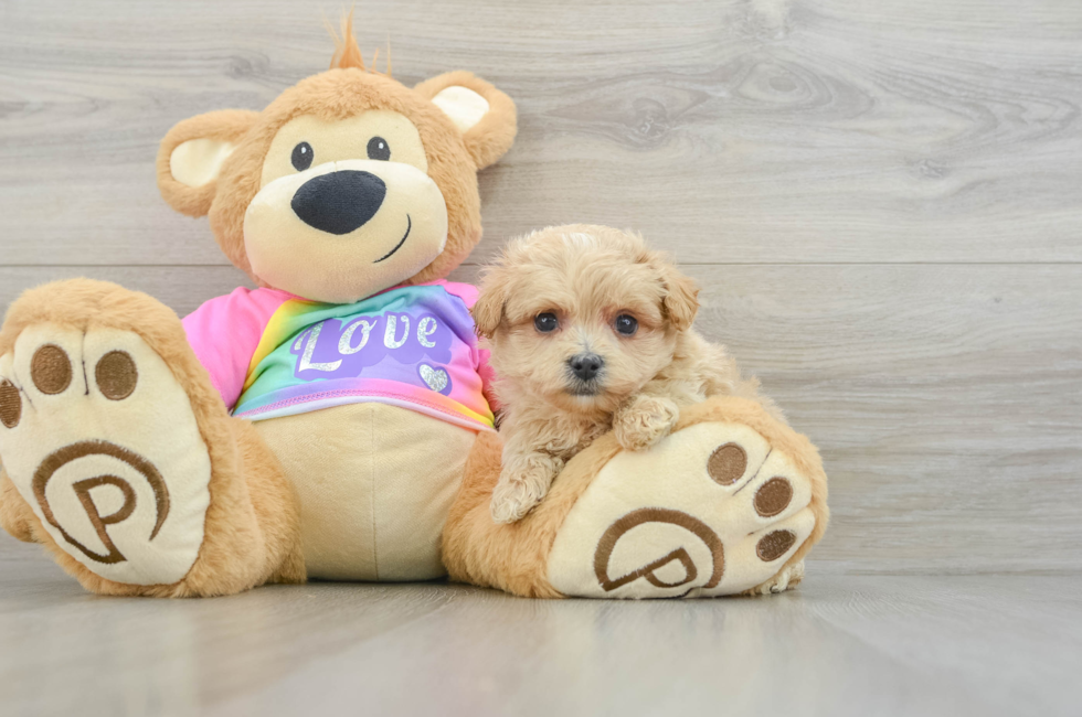 7 week old Maltipoo Puppy For Sale - Florida Fur Babies