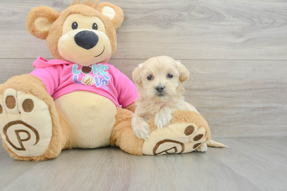 Friendly Maltipoo Baby