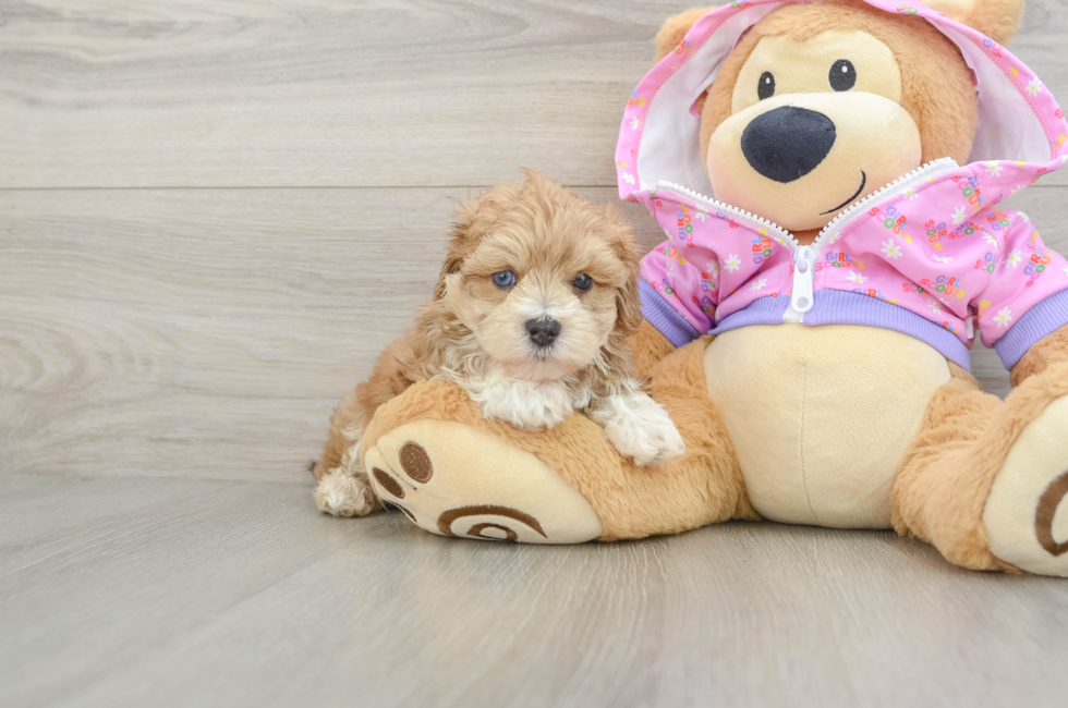 6 week old Maltipoo Puppy For Sale - Florida Fur Babies