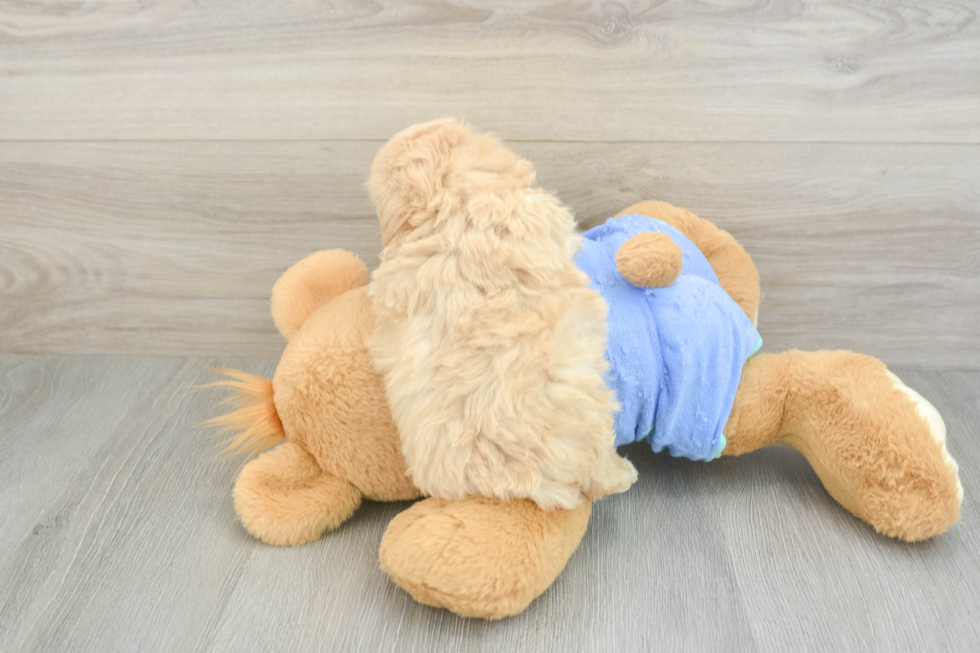 Best Maltipoo Baby
