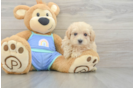 Playful Moodle Poodle Mix Puppy