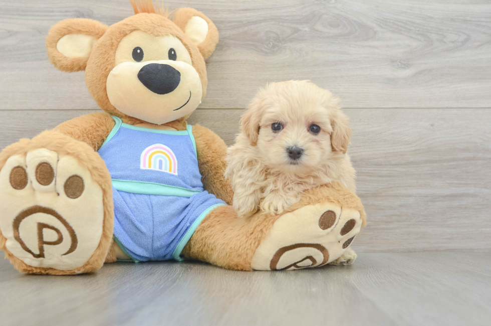 6 week old Maltipoo Puppy For Sale - Florida Fur Babies