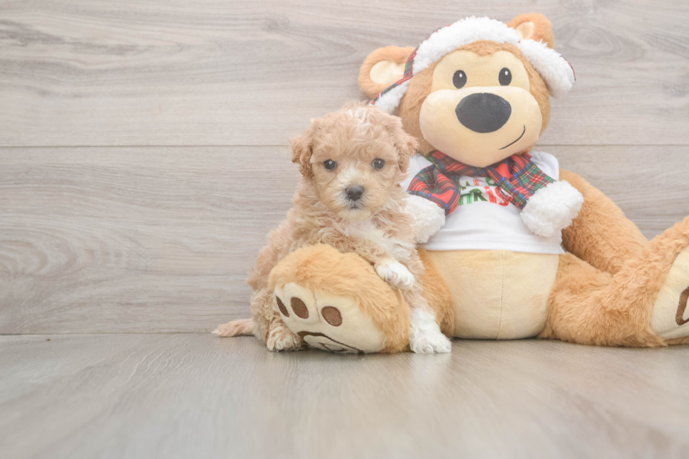 Maltipoo Puppy for Adoption
