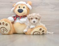 7 week old Maltipoo Puppy For Sale - Florida Fur Babies