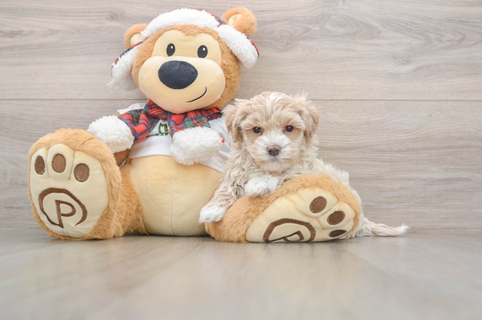 5 week old Maltipoo Puppy For Sale - Florida Fur Babies