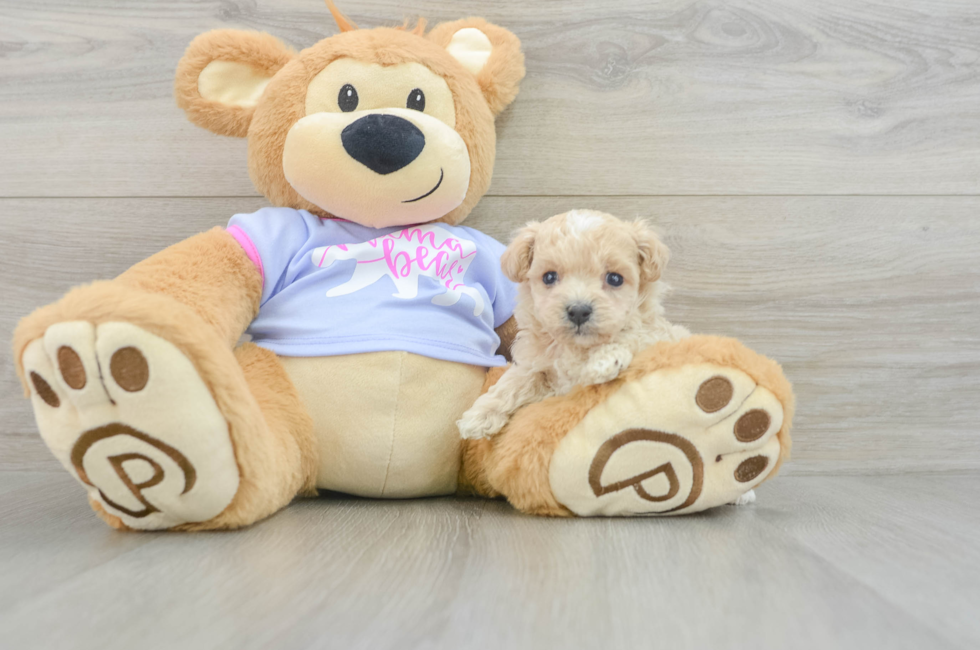 5 week old Maltipoo Puppy For Sale - Florida Fur Babies