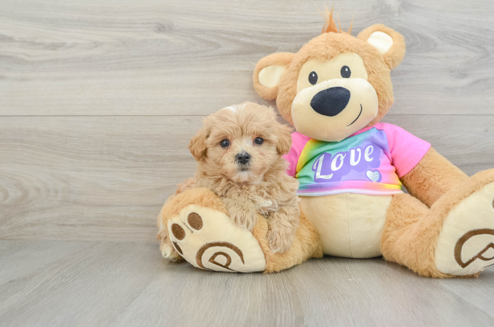 7 week old Maltipoo Puppy For Sale - Florida Fur Babies