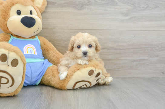 Smart Maltipoo Poodle Mix Pup