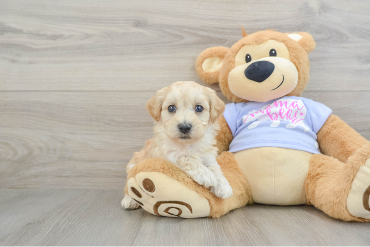 Maltipoo Pup Being Cute