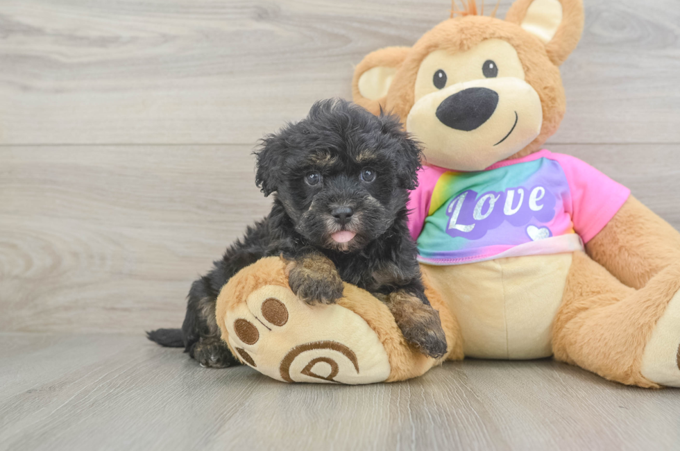 5 week old Maltipoo Puppy For Sale - Florida Fur Babies