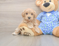 8 week old Maltipoo Puppy For Sale - Florida Fur Babies