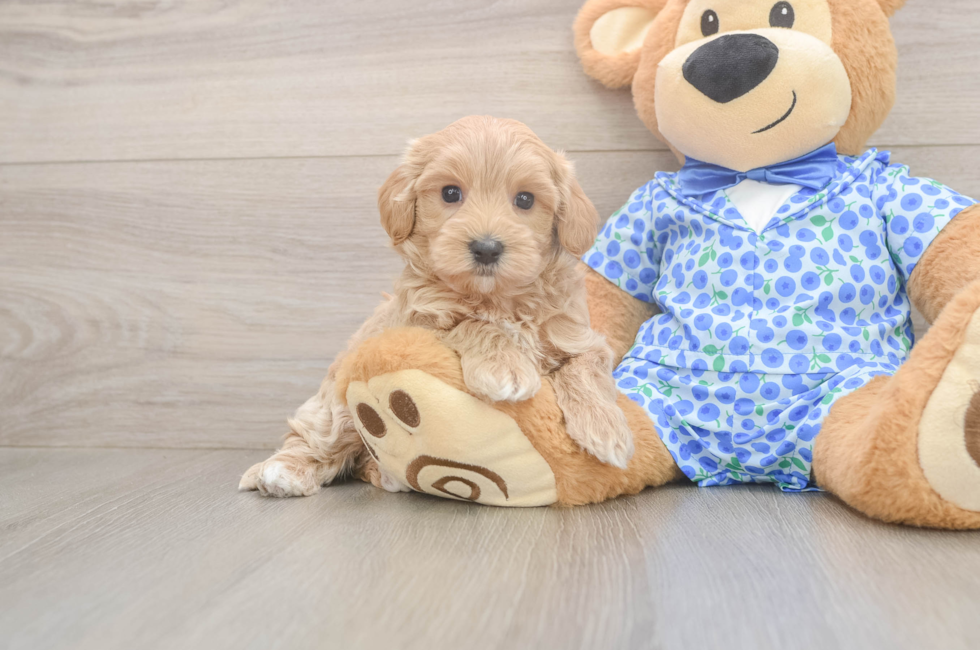 6 week old Maltipoo Puppy For Sale - Florida Fur Babies