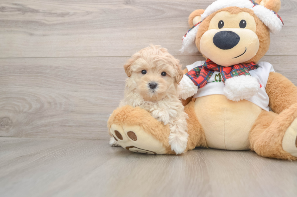 5 week old Maltipoo Puppy For Sale - Florida Fur Babies