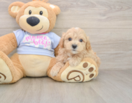 9 week old Maltipoo Puppy For Sale - Florida Fur Babies