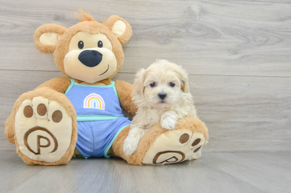 6 week old Maltipoo Puppy For Sale - Florida Fur Babies