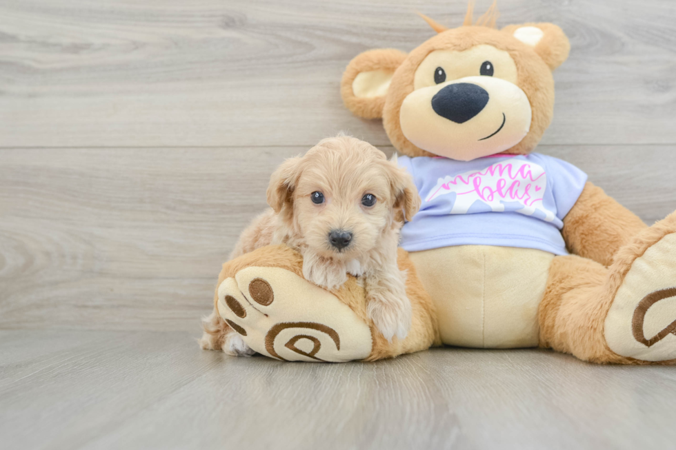 Playful Maltese Poodle Poodle Mix Puppy