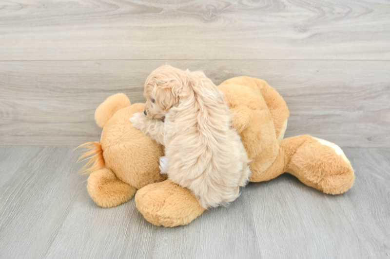 Meet Wrigley - our Maltipoo Puppy Photo 2/3 - Florida Fur Babies
