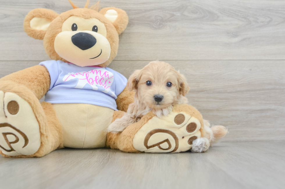 7 week old Maltipoo Puppy For Sale - Florida Fur Babies