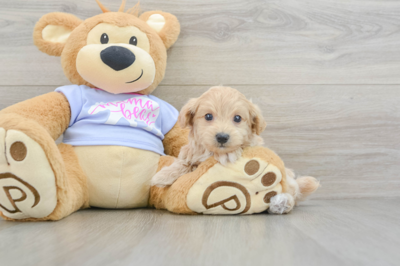 Meet Wrigley - our Maltipoo Puppy Photo 3/3 - Florida Fur Babies
