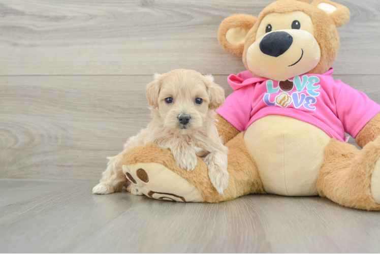 Sweet Maltipoo Baby