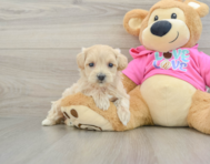 8 week old Maltipoo Puppy For Sale - Florida Fur Babies