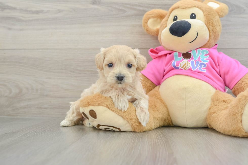 Sweet Maltipoo Baby