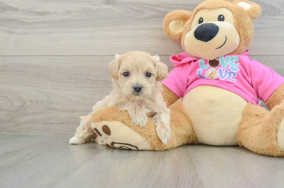 5 week old Maltipoo Puppy For Sale - Florida Fur Babies