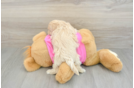 Little Moodle Poodle Mix Puppy