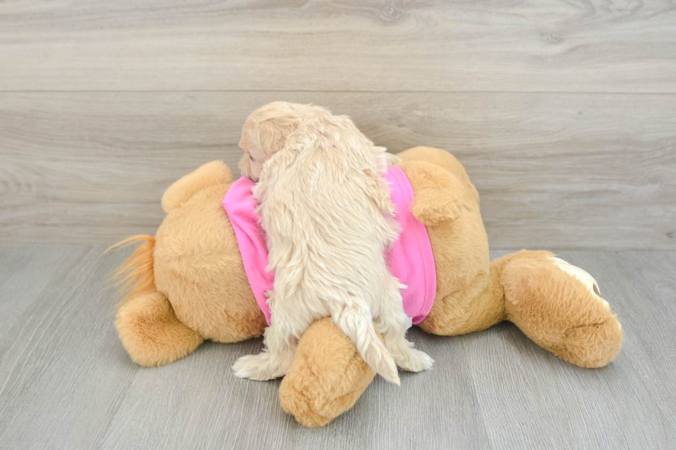 Little Moodle Poodle Mix Puppy