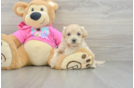 Hypoallergenic Multipoo Poodle Mix Puppy