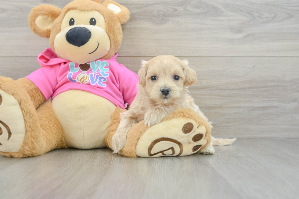 Hypoallergenic Multipoo Poodle Mix Puppy