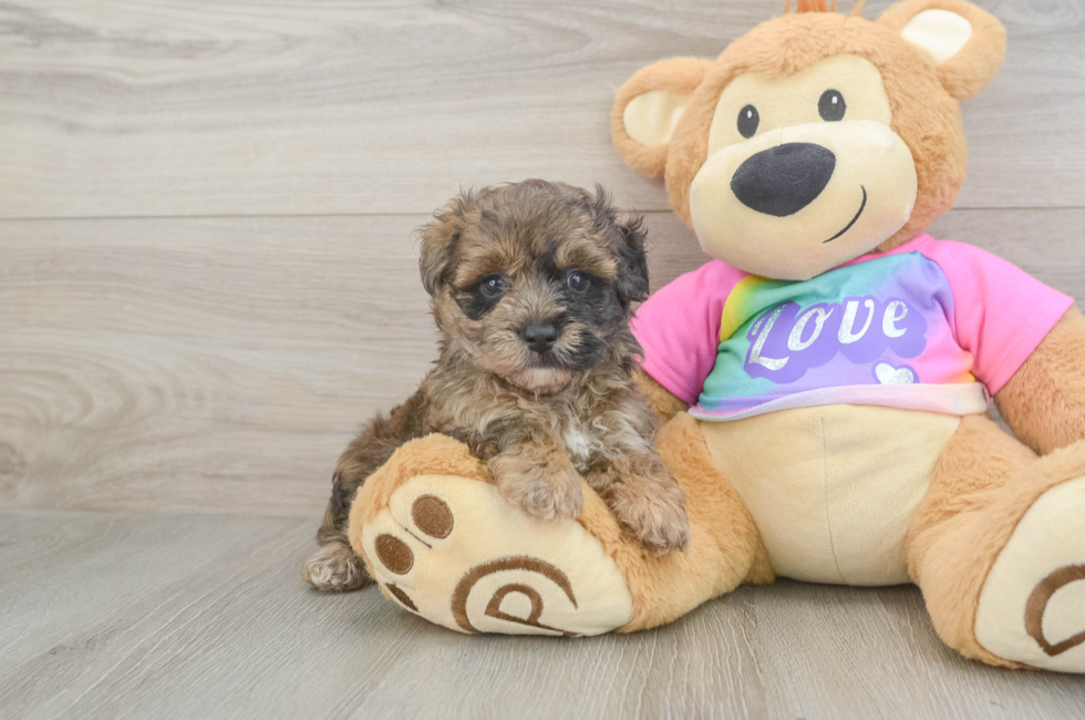 5 week old Maltipoo Puppy For Sale - Florida Fur Babies