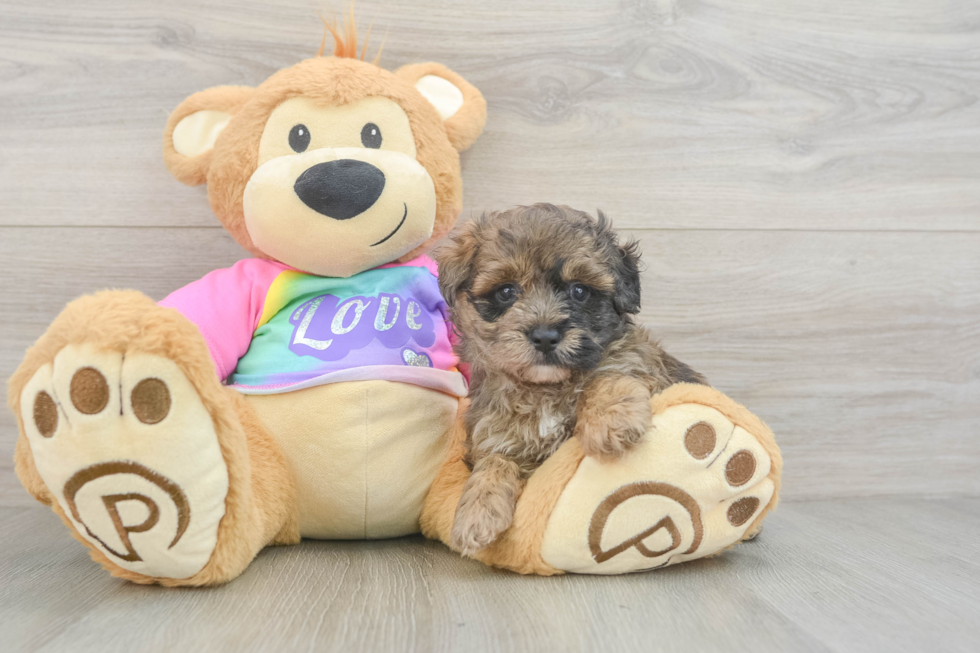 Best Maltipoo Baby