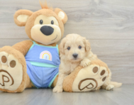 8 week old Maltipoo Puppy For Sale - Florida Fur Babies