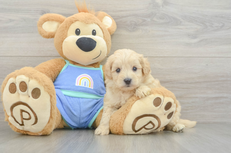 6 week old Maltipoo Puppy For Sale - Florida Fur Babies