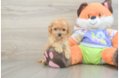 Best Maltipoo Baby