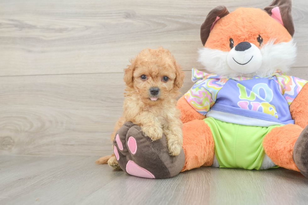 Best Maltipoo Baby