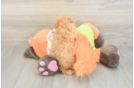 Best Maltipoo Baby