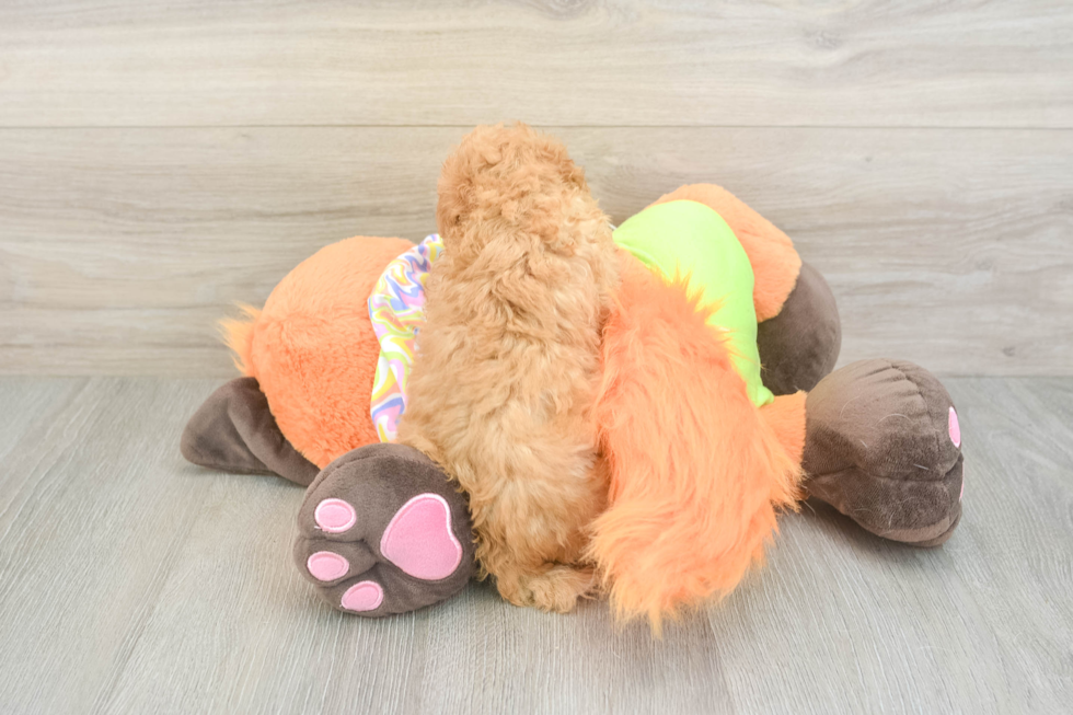 Best Maltipoo Baby